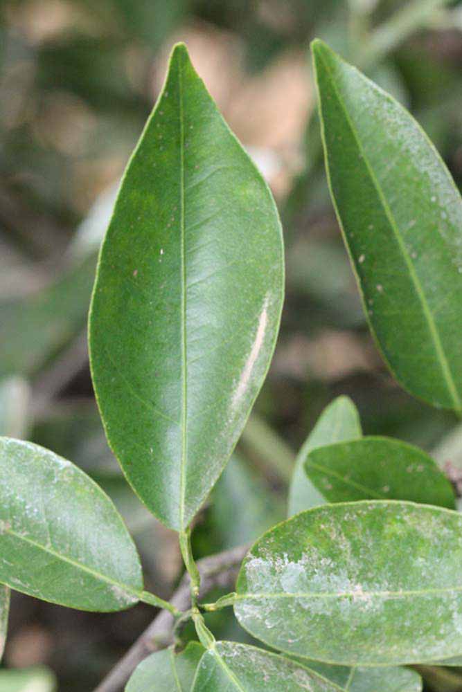             Unifoliolate leaf (Riverside, CA)       